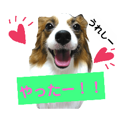 [LINEスタンプ] パピヨン 3