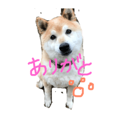 [LINEスタンプ] 村上さんちのやまと fetchpriority=high