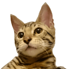 [LINEスタンプ] ベンガルねこのはるちゃん あいさつ 