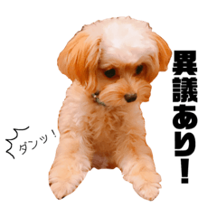 [LINEスタンプ] ポピーちゃんのスタンプ〜チワプー子犬〜②