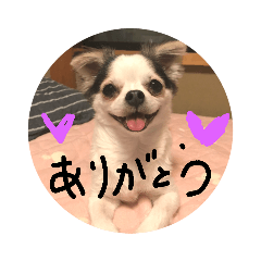 [LINEスタンプ] キナゴーと仲間たち第1弾
