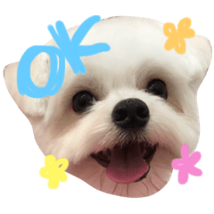[LINEスタンプ] わんこ3兄弟  ゆるーい3