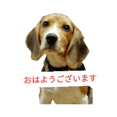 [LINEスタンプ] ジャンです
