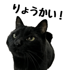[LINEスタンプ] 黒猫ケンタロウスタンプ