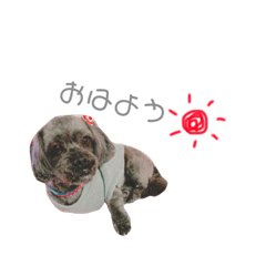 [LINEスタンプ] 愛犬スタンプ コモモ
