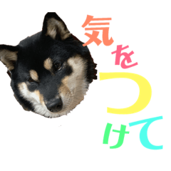 [LINEスタンプ] 黒柴小梅日常会話part4