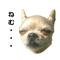 [LINEスタンプ] 愛犬トリーナの日常スタンプ