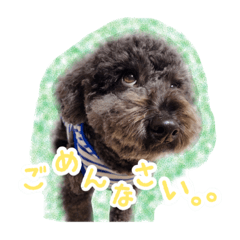 [LINEスタンプ] トイプードル ぱんくん