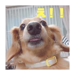 [LINEスタンプ] ラム、まめ！
