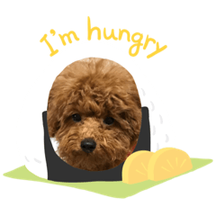 [LINEスタンプ] 茶々丸 トイプードル