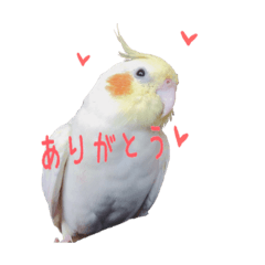 [LINEスタンプ] オカメインコのゆずちゃん