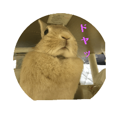 [LINEスタンプ] うさぎも考える
