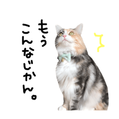 [LINEスタンプ] 猫の手も借りたい。