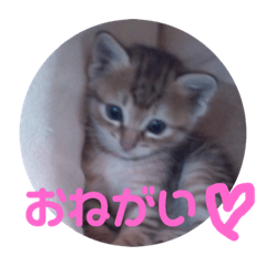 [LINEスタンプ] ひめちスタンプ