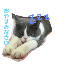 [LINEスタンプ] にゃんこ①