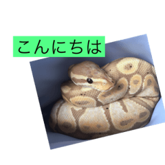 [LINEスタンプ] 爬虫類こんにちは。