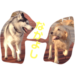 [LINEスタンプ] 我が家のハスキー！その二