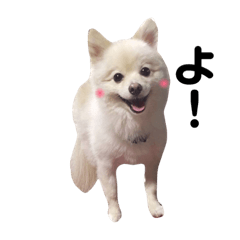 [LINEスタンプ] 愛犬ポメ。ちーさんとくるみさん