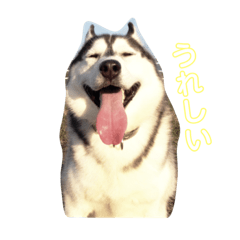 [LINEスタンプ] 我が家のハスキー！その一