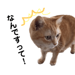 [LINEスタンプ] かわいいとらちゃん