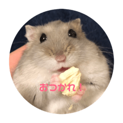 [LINEスタンプ] じぇんはむくん 