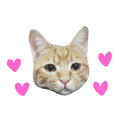[LINEスタンプ] 茶トラ猫のブシ君2
