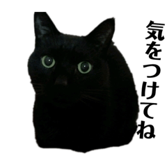 [LINEスタンプ] 黒猫メル2