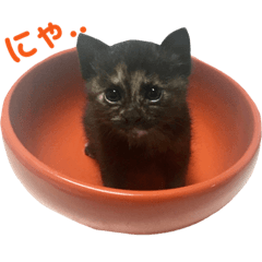 [LINEスタンプ] サビ猫わさびちゃん