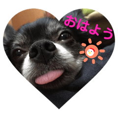 [LINEスタンプ] みやけさんちのいぬ fetchpriority=high
