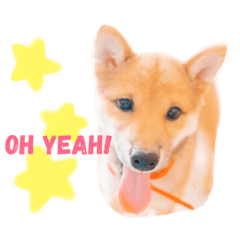 [LINEスタンプ] 豆柴の吉之助1 