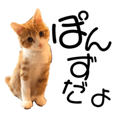[LINEスタンプ] ぽんずすたんぷ