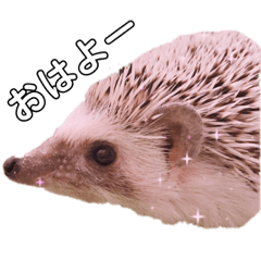 [LINEスタンプ] ハリネズミのもぐ＆チワワのりん 