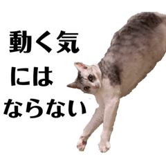 [LINEスタンプ] 猫のトロ  スタンプ 