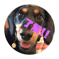 [LINEスタンプ] ロアの日常 