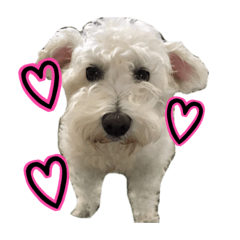 [LINEスタンプ] ホワイトシュナウザーの日常