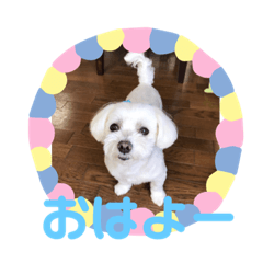 [LINEスタンプ] くぅちゃんスタンプ作りました