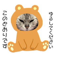 [LINEスタンプ] アメショーのひめちゃん