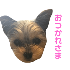 [LINEスタンプ] ヨーチーのきもち