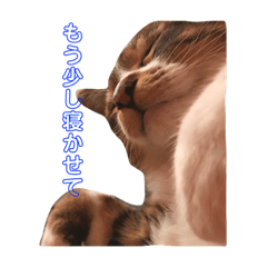 [LINEスタンプ] 我が家の猫様達
