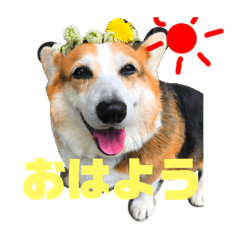 [LINEスタンプ] 犬時々猫。