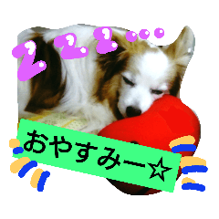 [LINEスタンプ] パピヨン☆1