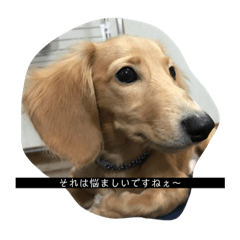 [LINEスタンプ] はちのすけの日常