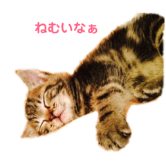 [LINEスタンプ] にゃろめとわさびとマーブルの日常 ❷