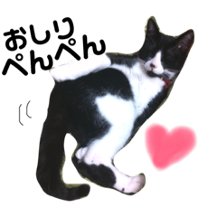 [LINEスタンプ] 愛猫ねこくん