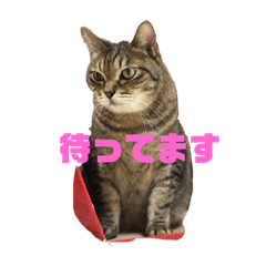 [LINEスタンプ] 縞々猫のスタンプ