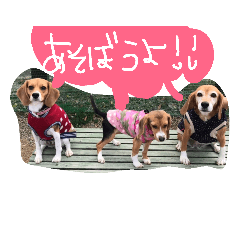 [LINEスタンプ] ビーグルきゃりーとお友達3