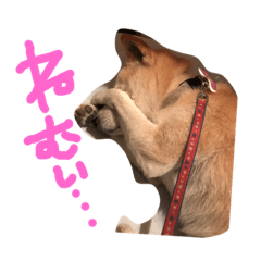[LINEスタンプ] 犬のゴンちゃん