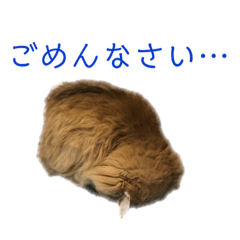 [LINEスタンプ] 猫のりんごちゃんのスタンプ 第1弾 