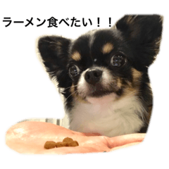 [LINEスタンプ] チワワのはなくん 