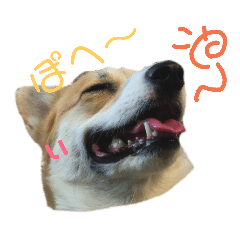 [LINEスタンプ] コーギーのこたろーさん 